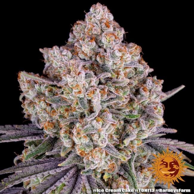 Ice Cream Cake Feminised Seeds - 3