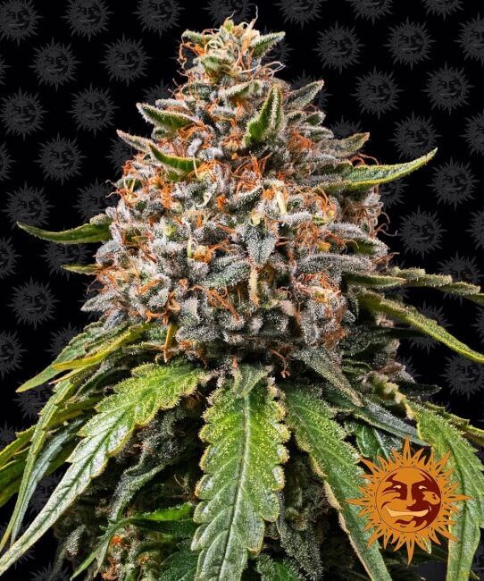 White Widow XXL Feminised Seeds - 10