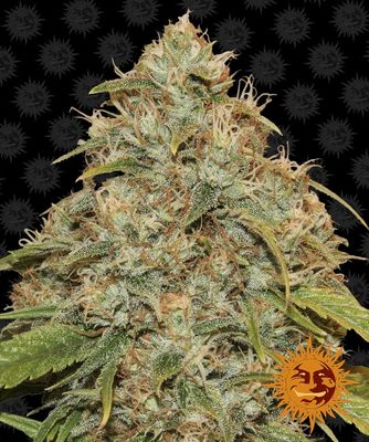 Lemon Potion CBD Auto Feminised Seeds - 3
