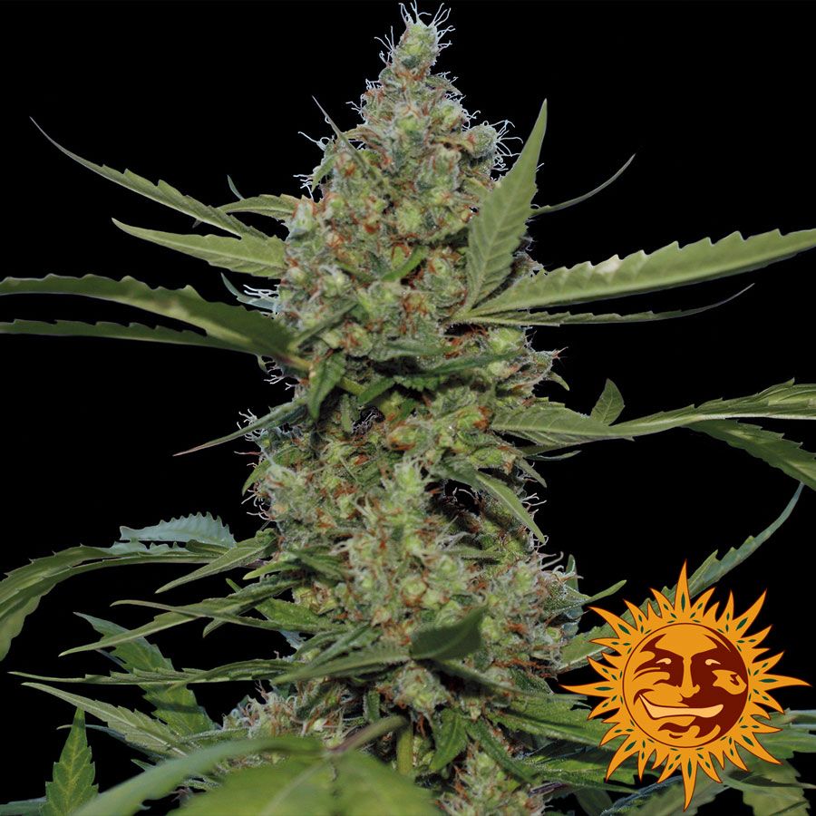 Laughing Buddha Feminised Seeds - 5