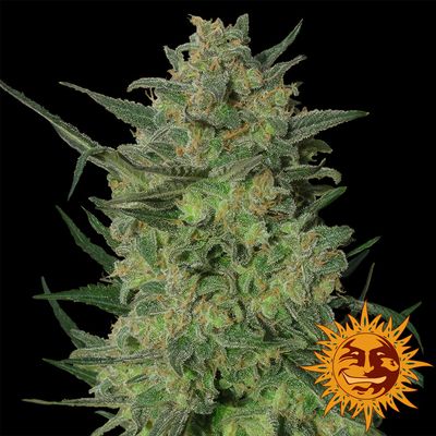 LSD Feminised Seeds - 1