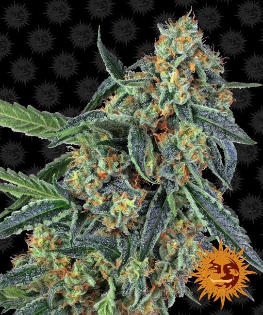 Cookies Kush Feminised Seeds - 3