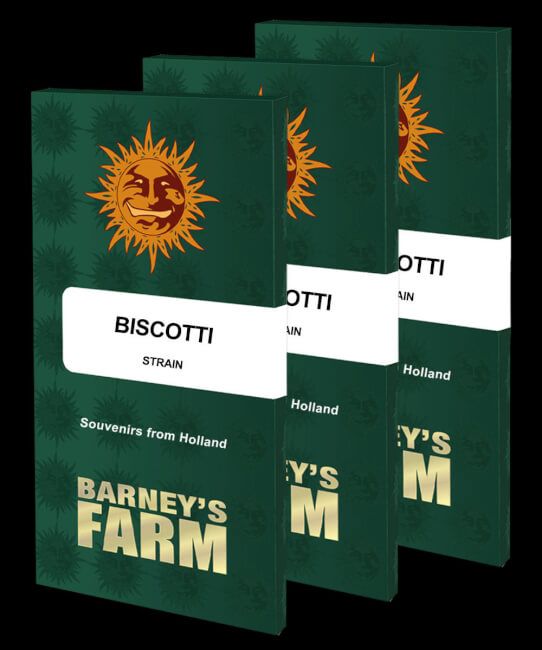 Biscotti Feminised Seeds - 5