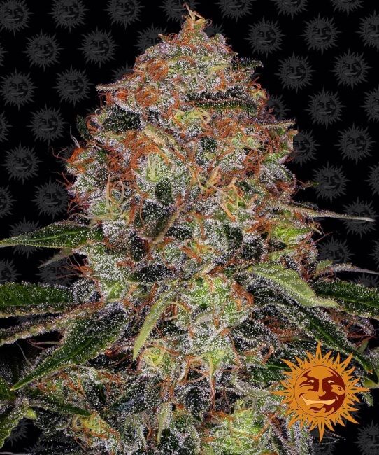 Shiskaberry Feminised Seeds - 5
