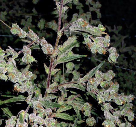 Dr Grinspoon Feminised Seeds - 5