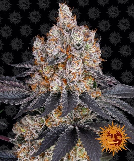 Gelato Feminised Seeds -1