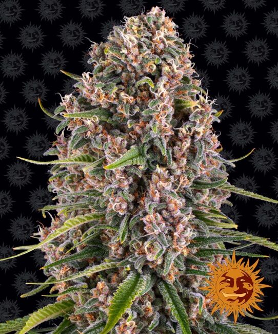 Blueberry Cheese Feminised Seeds - 5