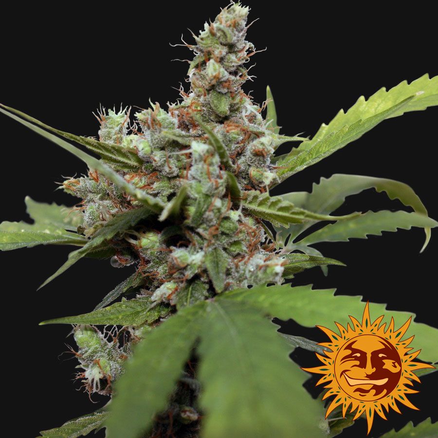 Blue Shark CBD Feminised Seeds - 1