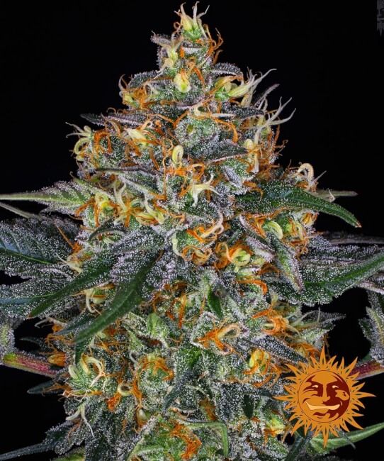 Moby Dick Auto Feminised Seeds - 5