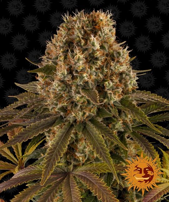 Strawberry Lemonade Feminised Seeds - 10