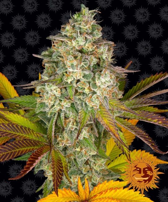 Cookies Kush Auto Feminised Seeds - 10