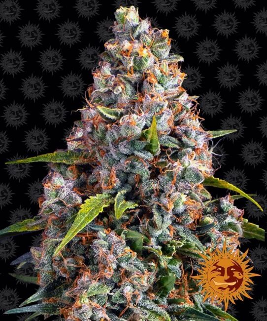 Strawberry Cheesecake Auto Feminised Seeds - 1
