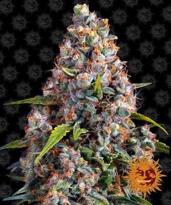 Strawberry Cheesecake Auto Feminised Seeds - 1