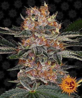 Purple Punch Auto Feminised Seeds - 3