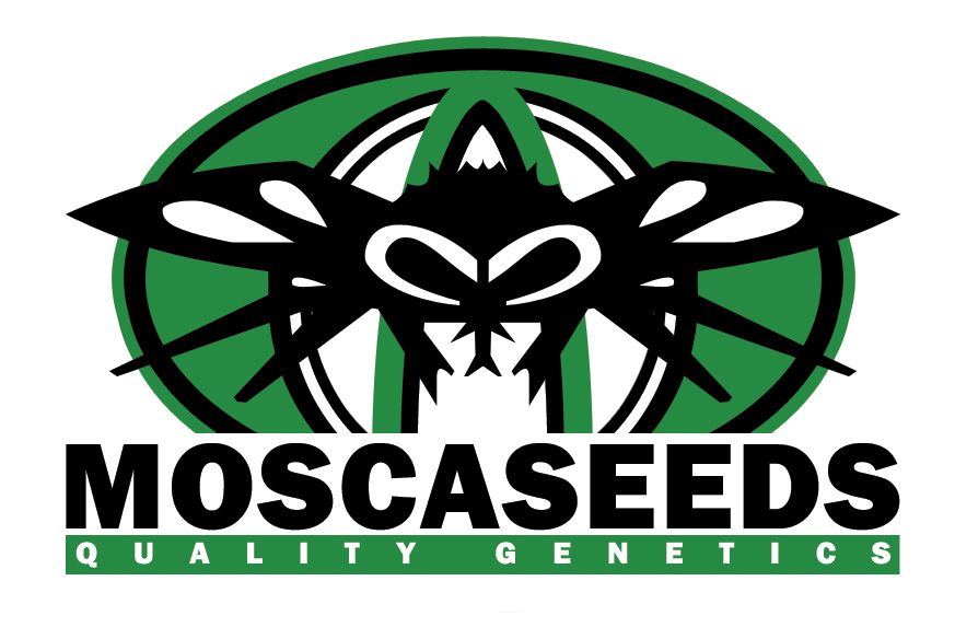 CheeseSus Christ SuperStar Auto Feminised Seeds - 5