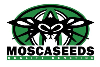 Root Beer Mac BX Feminized Seeds - 6