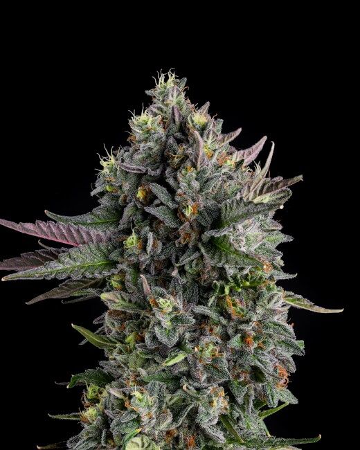 Puffinz Feminised Seeds - 7