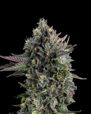 Puffinz Feminised Seeds - 7