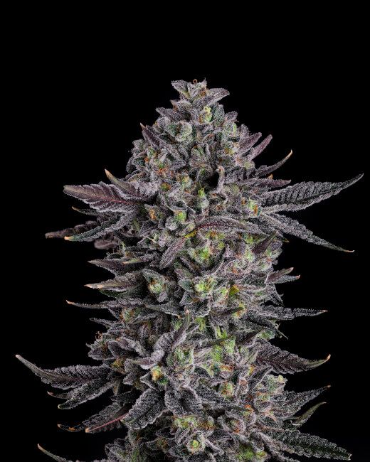 The Scrooge Feminised Seeds - 7