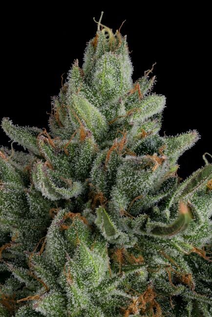 Rose Gold Rackz Feminised Seeds - 7