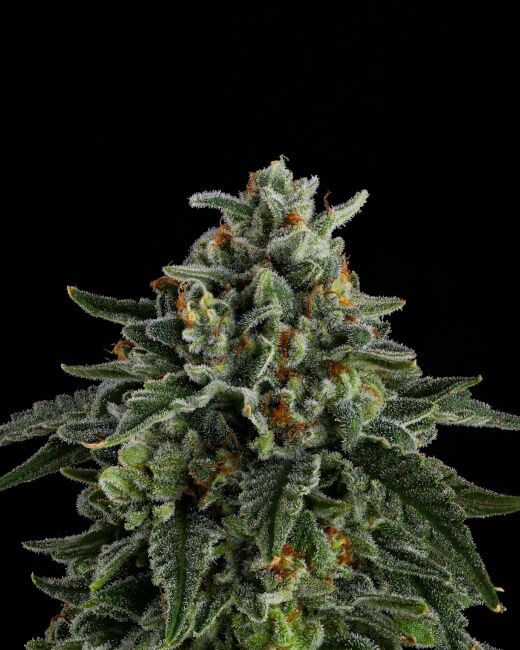 Jet Puft Feminised Seeds - 3