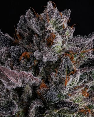 Polar Pop Feminised Seeds - 7