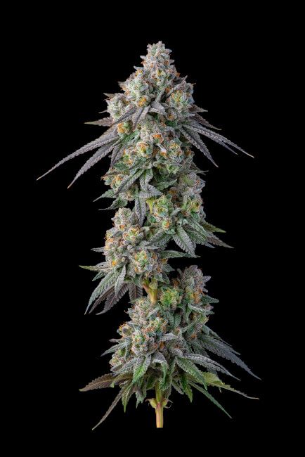 Gastro Pop S1 Feminised Seeds - 3