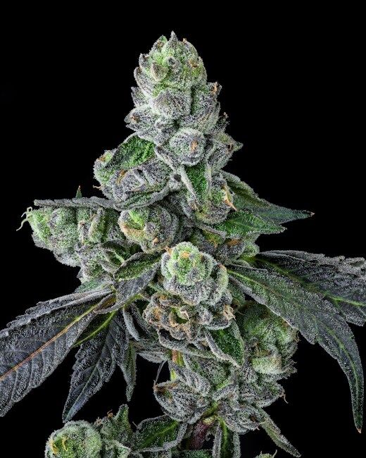 Goofiez² Feminised Seeds - 7