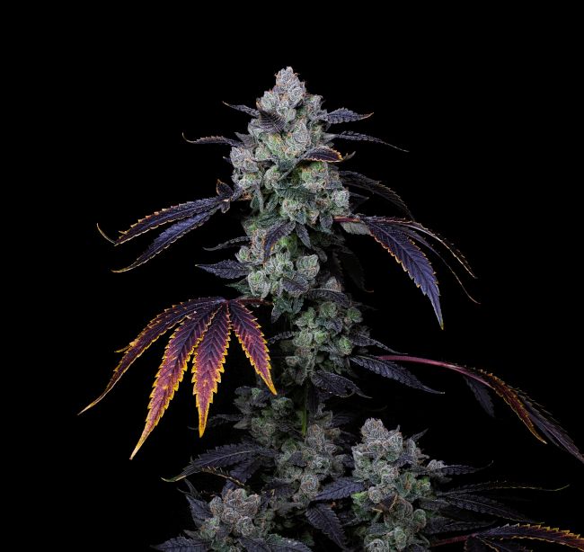 Perzimmon Feminised Seeds - 7