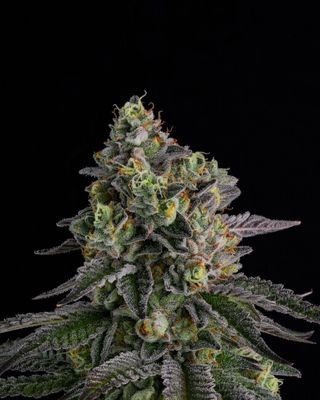 A.B. Parfait Feminised Seeds - 3