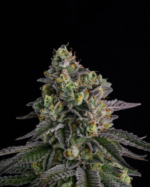 A.B. Parfait Feminised Seeds - 7