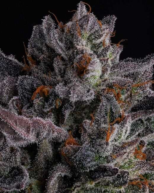 Polar Pop Feminised Seeds - 3