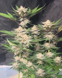 Katsu Seeds Granddaddy Purple x Chocolate Trip