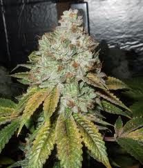 Larry OG Kush Feminised Seeds - 6