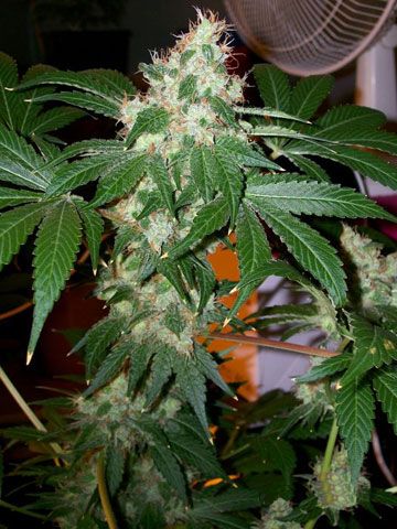 Chem Valley Kush Feminised Seeds - 6