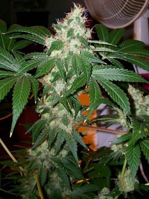 Chem Valley Kush Feminised Seeds - 6