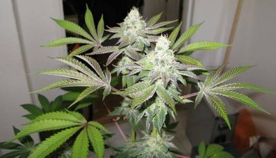 78 Feminised Seeds (Gold Collection) - 6