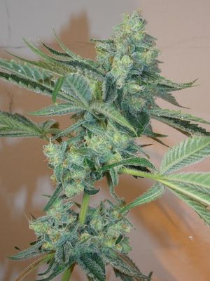 Girl Scout Cookies Feminised Seeds - 6