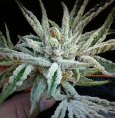 Buddha Tahoe OG Feminised Seeds - 6