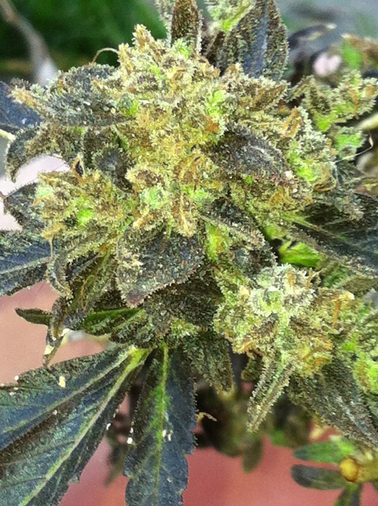 Boss Hogg Feminised Seeds - 6
