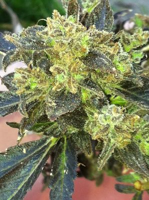 Boss Hogg Feminised Seeds - 6