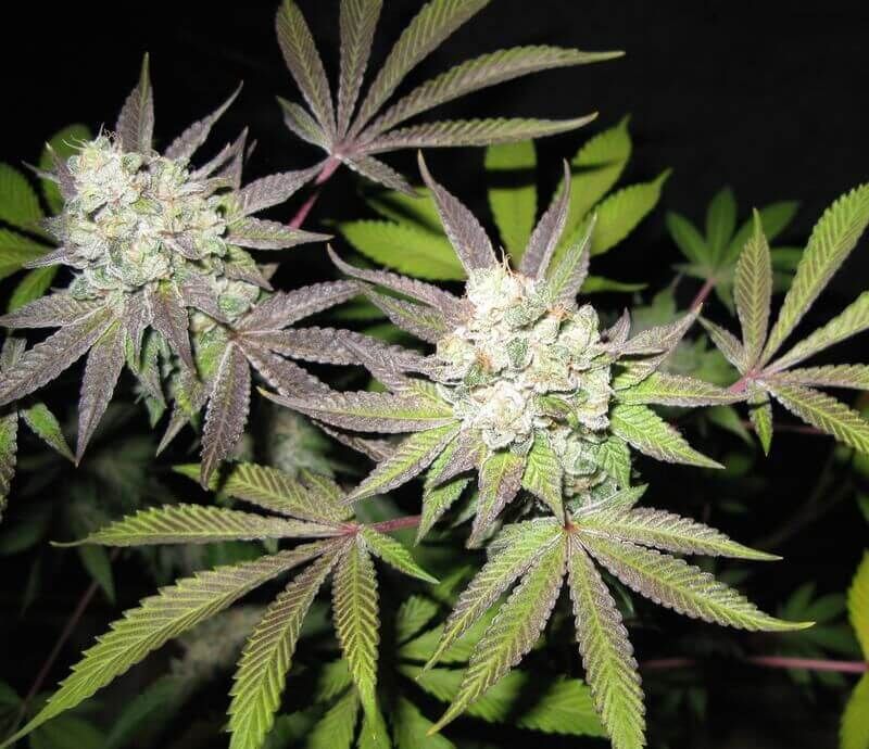 Tiramisu Feminised Seeds (Gold Collection) - 6