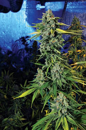 Blue Dream Haze Feminised Seeds - 6