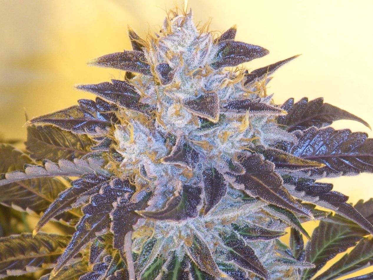 Grape OG Feminised Seeds - 6