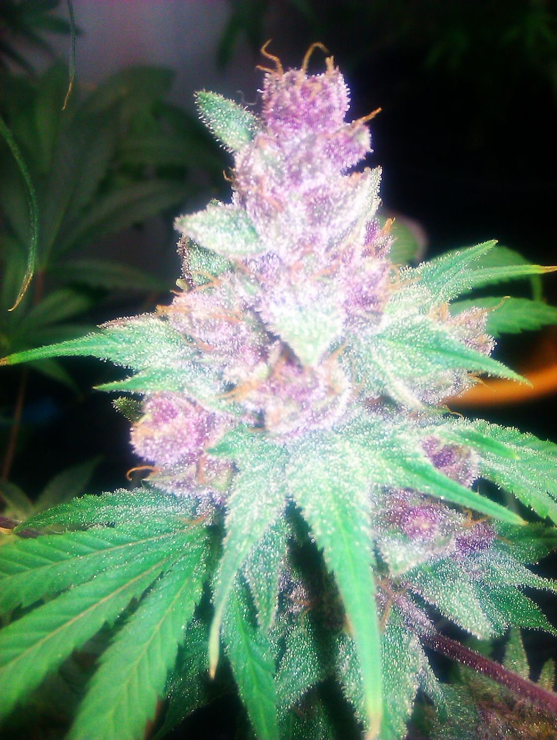 Grape Kush Feminised Seeds - 6