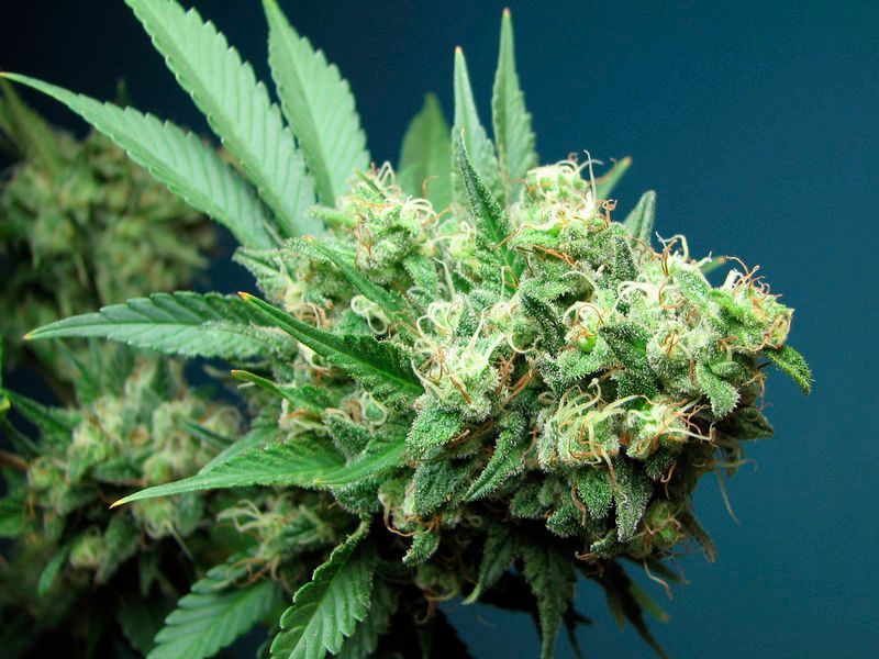 Green Crack Feminised Seeds - 6