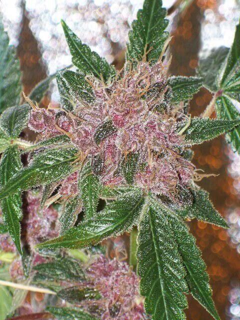Cherries Jubilee Feminised Seeds (Gold Collection) - 6