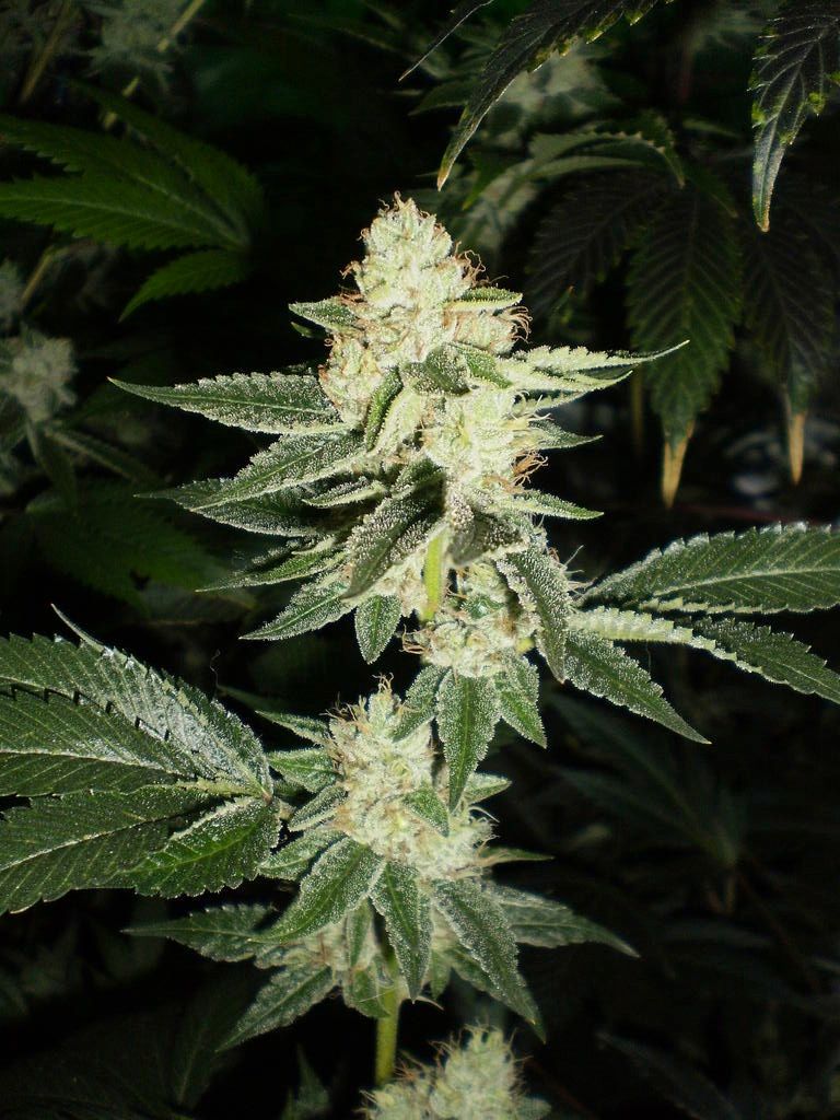 Louis XIII OG Feminised Seeds - 6
