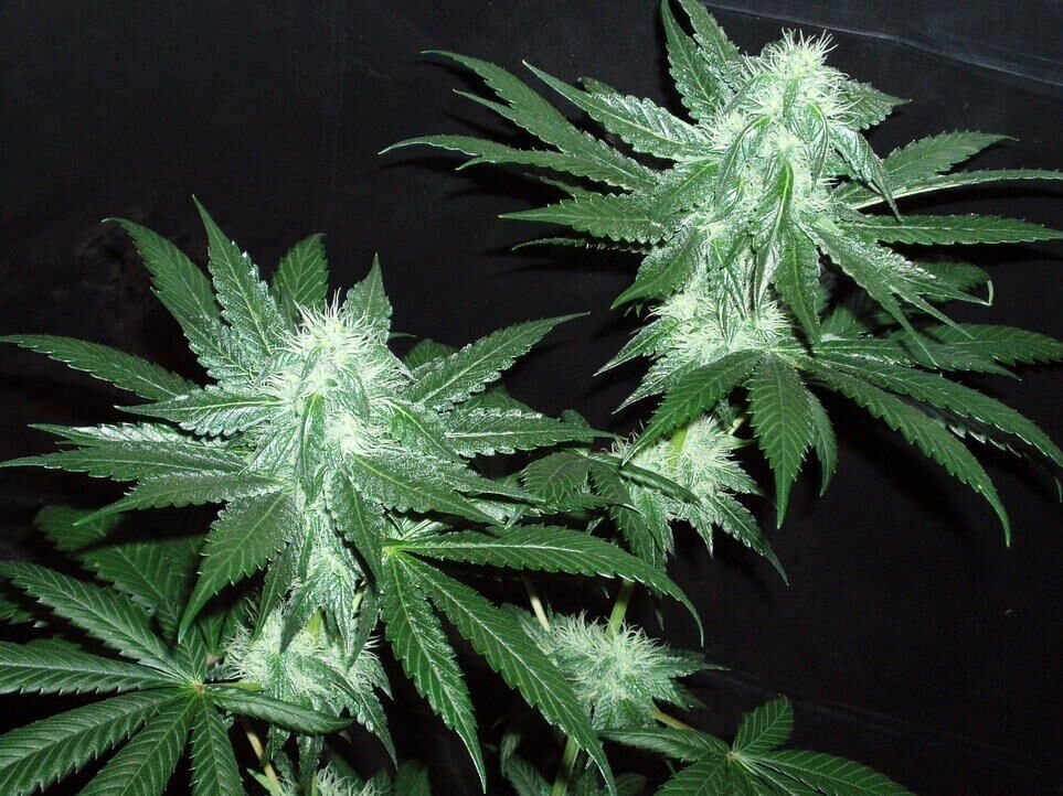 Italian Ice Feminised Seeds (Gold Collection) - 6