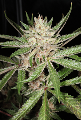 Mass Medical Strains Lemon Pupil